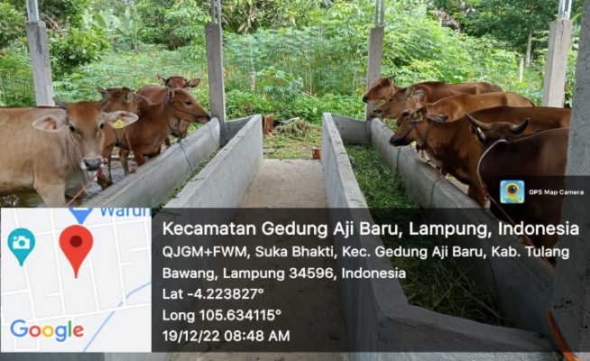 Bantuan Sapi di Kampung Suka Bakti di Kelola Sangat Baik, Meningkatkan Perekonomian Warga