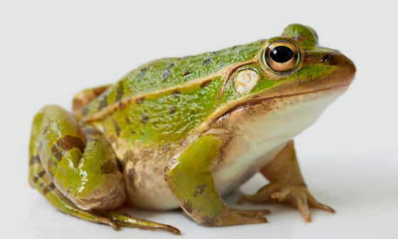 Kodok Berkokok Lebih Merdu Ketimbang Bisikan Suara Manusia